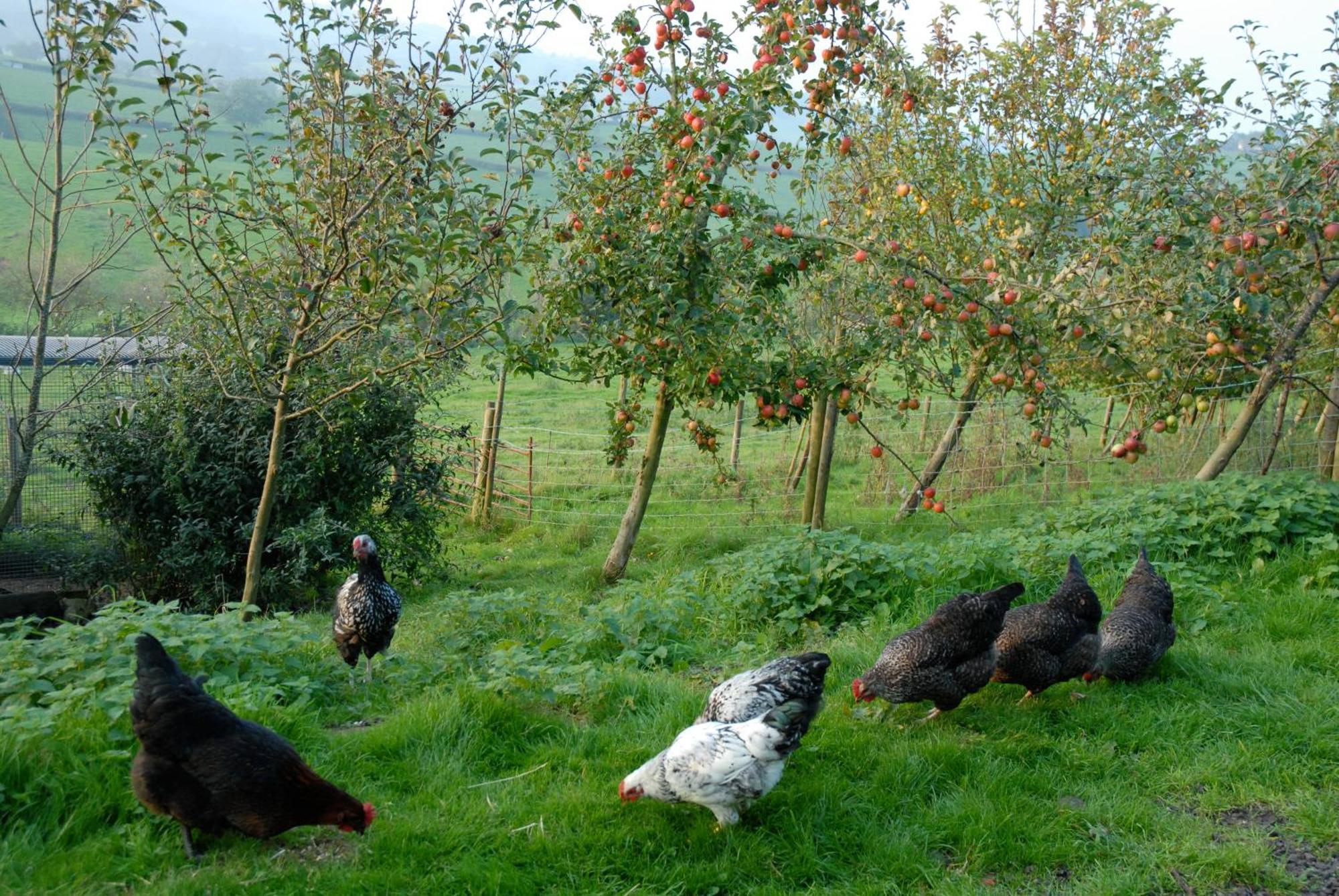 Гостьовий будинок T'S At Lower Rudloe Farm Коршем Екстер'єр фото